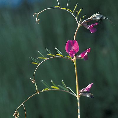 Vicia sativa subsp. nigra (L.) Ehrh., © 2022, Konrad Lauber – Flora Helvetica – Haupt Verlag