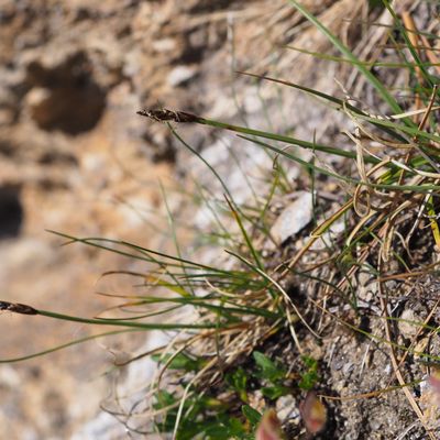 Carex rupestris All., © Copyright 2018 Michael Jutzi
 – Trift, Zermatt VS