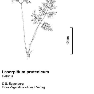 Laserpitium prutenicum L., © 2022, Stefan Eggenberg – Flora Vegetativa © Haupt Verlag