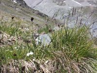 7/8 - © 2013, Patrice Prunier – IV.2.1.1.1 - Elynetum myosuroidis, Zermatt CH-Vs