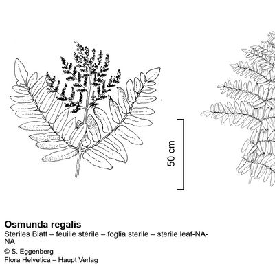 Osmunda regalis L., © 2022, Stefan Eggenberg – Flora Vegetativa - Haupt Verlag