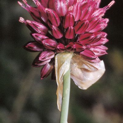 Allium sphaerocephalon L., © 2022, Konrad Lauber – Flora Helvetica – Haupt Verlag