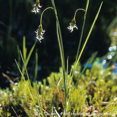 Carex limosa L., © 2022, Konrad Lauber – Flora Helvetica – Haupt Verlag