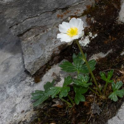 Ranunculus alpestris L., 2 July 2019, © Copyright Françoise Alsaker – Ranunculaceae