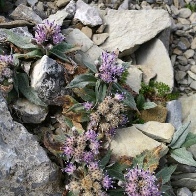 Saussurea alpina subsp. depressa (Gren.) Nyman, © Copyright Christophe Bornand