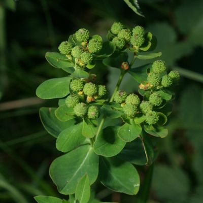 Euphorbia verrucosa L., © Copyright Christophe Bornand