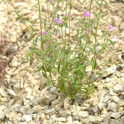 Galeopsis angustifolia Hoffm., © 2007, Beat Bäumler – Soubey (JU)