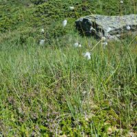 11/22 - © Copyright 2022 Patrice Prunier – VI.2.1.2.1 - Empetro hermaphroditi-Sphagnetum fusci, Simplonpass CH-VS
