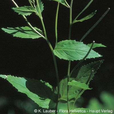 Epilobium montanum L., © 2022, Konrad Lauber – Flora Helvetica – Haupt Verlag