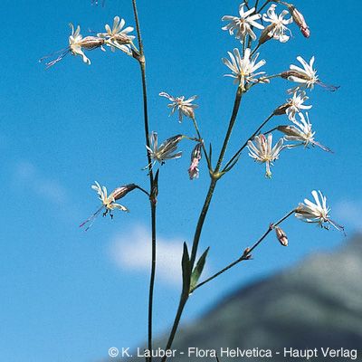 Silene nutans L. subsp. nutans, © 2022, Konrad Lauber – Flora Helvetica – Haupt Verlag