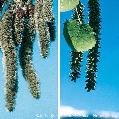 Populus tremula L., © 2022, Konrad Lauber – Flora Helvetica – Haupt Verlag