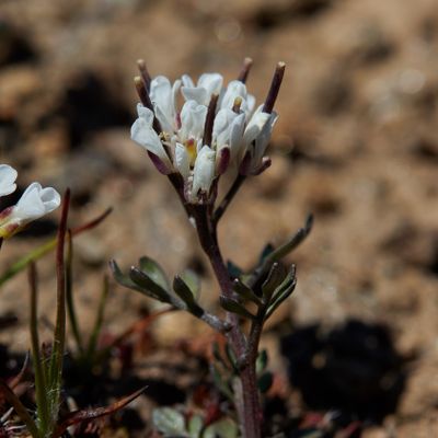 Cardamine resedifolia L., © 2022, Hugh Knott – Zermatt