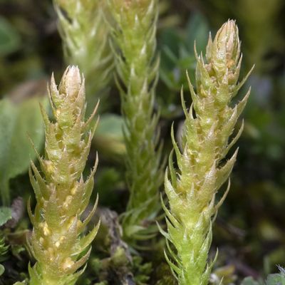 Selaginella selaginoides (L.) Schrank & Mart., 22 July 2019, © Copyright Françoise Alsaker – Selaginellaceae