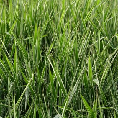 Phalaris arundinacea var. picta L., © Copyright Christophe Bornand