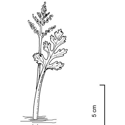 Botrychium matricariifolium (Döll) W. D. J. Koch, © 2022, Stefan Eggenberg – Flora Vegetativa - Haupt Verlag