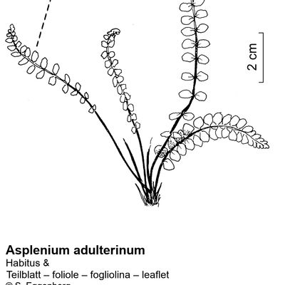Asplenium adulterinum Milde, 23 October 2022, © 2022, Stefan Eggenberg – Flora Vegetativa - Haupt Verlag