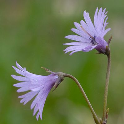 Soldanella alpina L., © 2007, Beat Bäumler – La Dôle (VD)