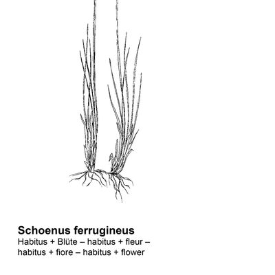 Schoenus ferrugineus L., 7 January 2021, © 2022, Stefan Eggenberg – Flora Vegetativa - Haupt Verlag