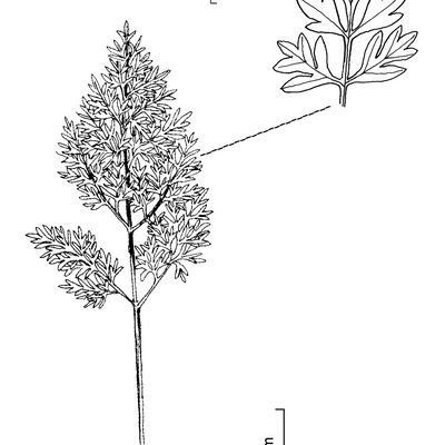 Selinum carvifolia (L.) L., © 2022, Stefan Eggenberg – Flora Vegetativa © Haupt Verlag