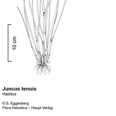 Juncus tenuis Willd., © 2022, Stefan Eggenberg – Flora Vegetativa - Haupt Verlag