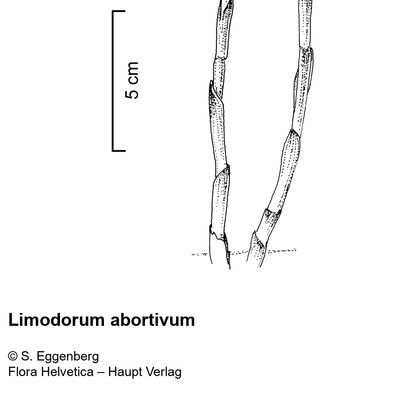 Limodorum abortivum (L.) Sw., 2 December 2022, © 2022, Stefan Eggenberg – Flora Vegetativa - Haupt Verlag