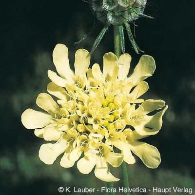 Scabiosa ochroleuca L., © 2022, Konrad Lauber – Flora Helvetica – Haupt Verlag