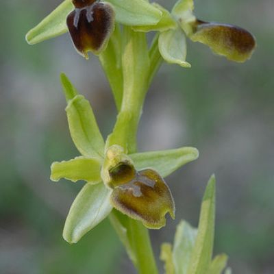 Ophrys araneola Rchb., © 2007, Beat Bäumler – Aire-la-Ville (GE)