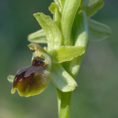 Ophrys araneola Rchb., © 2007, Beat Bäumler – Aire-la-Ville (GE)