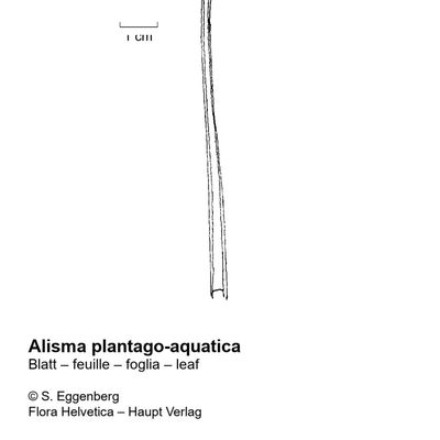 Alisma plantago-aquatica L., 7 January 2021, © 2022, Stefan Eggenberg – Flora Helvetica – Haupt Verlag