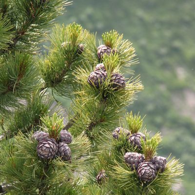 Pinus cembra L., © Copyright Christophe Bornand