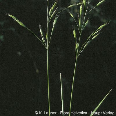 Bromus japonicus Thunb., © 2022, Konrad Lauber – Flora Helvetica – Haupt Verlag