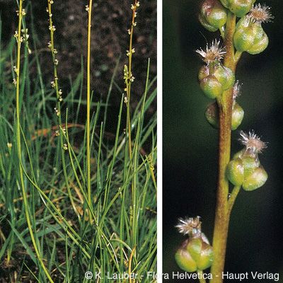 Triglochin palustris L., © 2022, Konrad Lauber – Flora Helvetica – Haupt Verlag