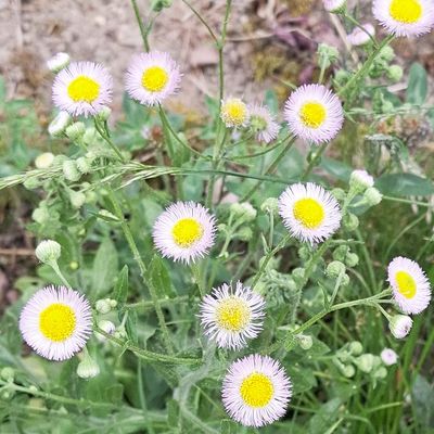 Erigeron philadelphicus L., © Copyright 2026 Isabel Brogle