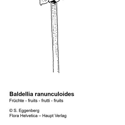 Baldellia ranunculoides (L.) Parl., 7 January 2021, © 2022, Stefan Eggenberg – Flora Helvetica – Haupt Verlag