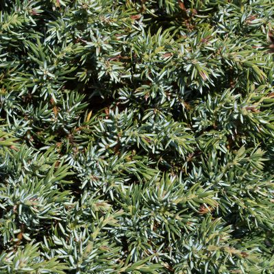 Juniperus communis subsp. alpina Čelak., 17 August 2016, © Copyright Françoise Alsaker – Cupressaceae