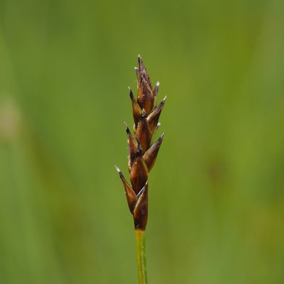 Carex dioica L., © Copyright 2023 Michael Jutzi
 – Weissenau, Unterseen BE