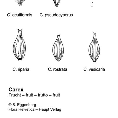 Carex acutiformis Ehrh., 2 December 2022, © 2022, Stefan Eggenberg – Flora Vegetativa - Haupt Verlag
