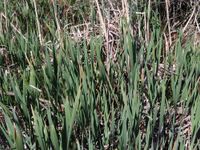 4/7 - © 2011, Patrice Prunier – II.3.2.1.5 - Typhetum latifoliae , Cruseilles -Dronieres FR-74