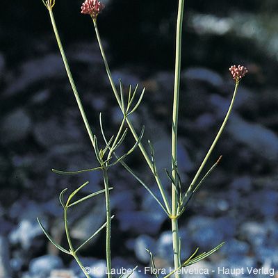 Centranthus angustifolius (Mill.) DC., © 2022, Konrad Lauber – Flora Helvetica – Haupt Verlag