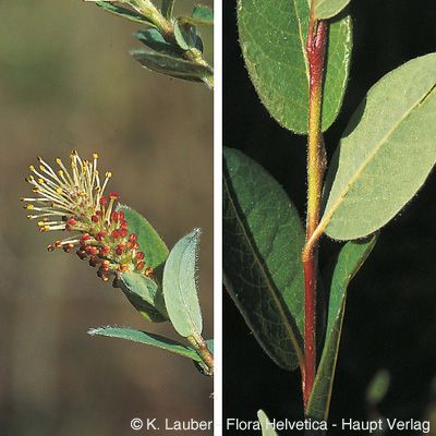 Salix myrtilloides L., © 2022, Konrad Lauber – Flora Helvetica – Haupt Verlag