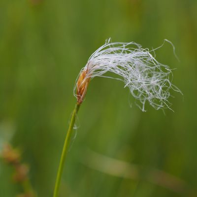 Trichophorum alpinum (L.) Pers., © Copyright 2023 Michael Jutzi
 – Weissenau, Unterseen BE