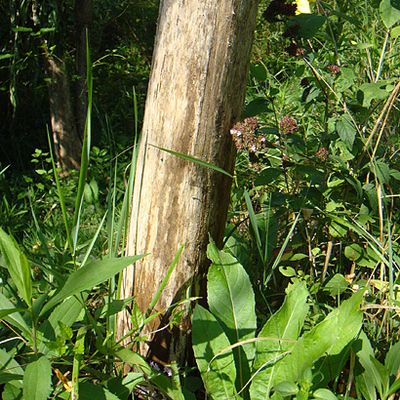 Robinia pseudoacacia L., © 2009, Erwin Jörg