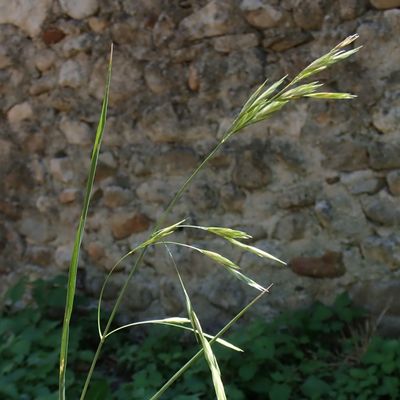 Bromus catharticus Vahl, © Copyright Christophe Bornand