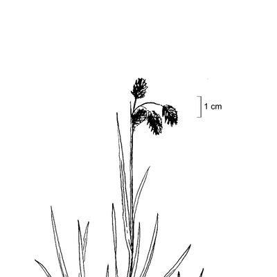 Carex atrofusca Schkuhr, 7 January 2021, © 2022, Stefan Eggenberg – Flora Vegetativa - Haupt Verlag
