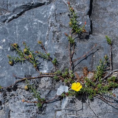 Fumana procumbens (Dunal) Gren. & Godr., 9 June 2017, Françoise Alsaker – Cysteaceae