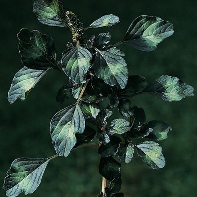 Amaranthus blitum aggr., © 2022, Konrad Lauber – Flora Helvetica – Haupt Verlag
