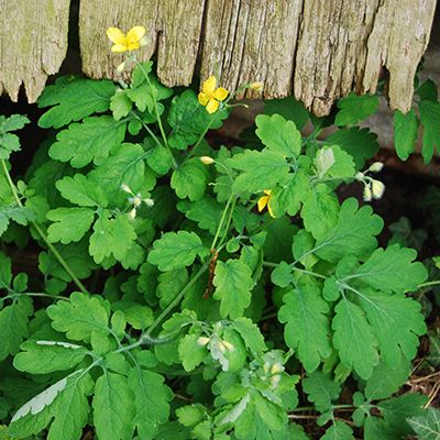 Chelidonium majus L., 29 April 2015, © 2015, Jonas Frei – Kleinandelfingen