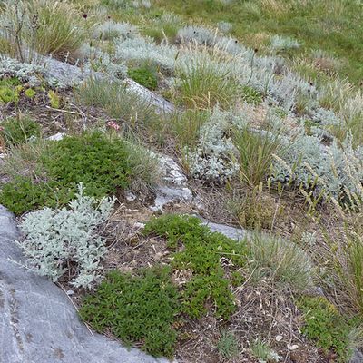Artemisia vallesiaca All., © 2010, Peter Bolliger – Ausserberg