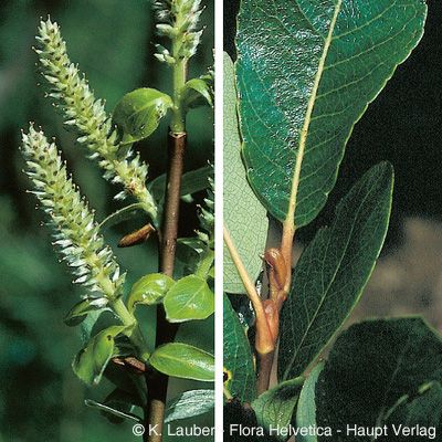 Salix waldsteiniana Willd., © 2022, Konrad Lauber – Flora Helvetica – Haupt Verlag