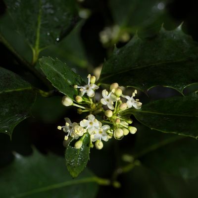 Ilex aquifolium L., 4 May 2017 – Aquifoliaceae  Stechpalmengewächse